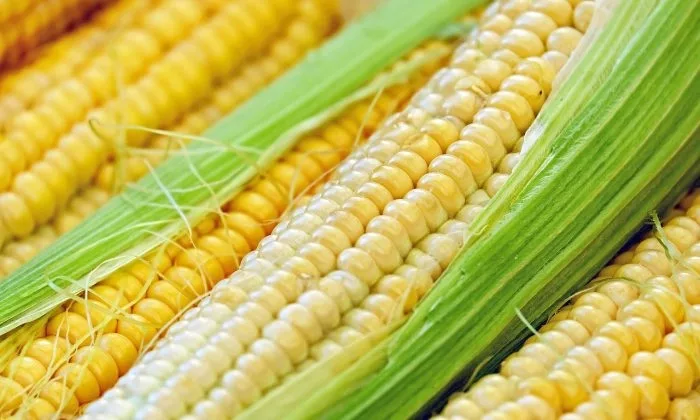 corn