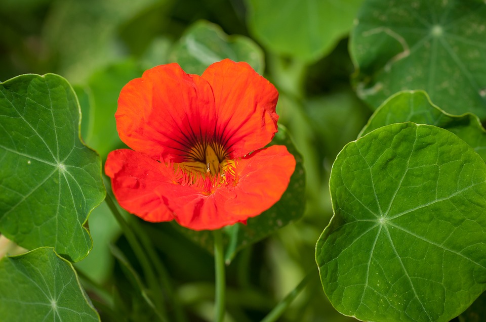 Tropaeolum 