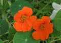 Tropaeolum