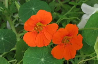 Tropaeolum