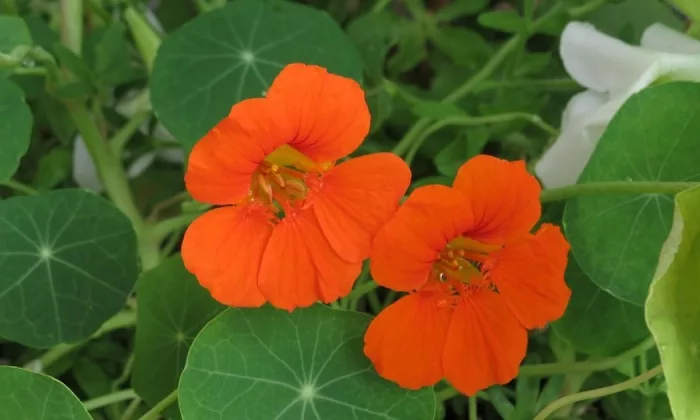 Tropaeolum