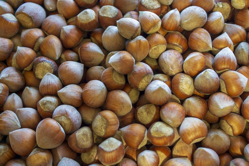 hazelnuts