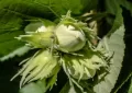 hazelnuts