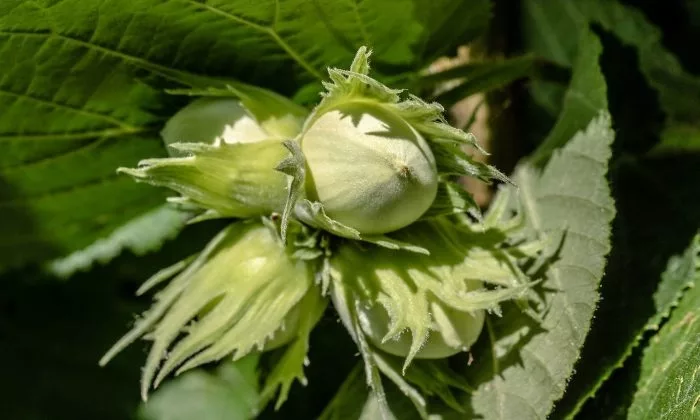 hazelnuts