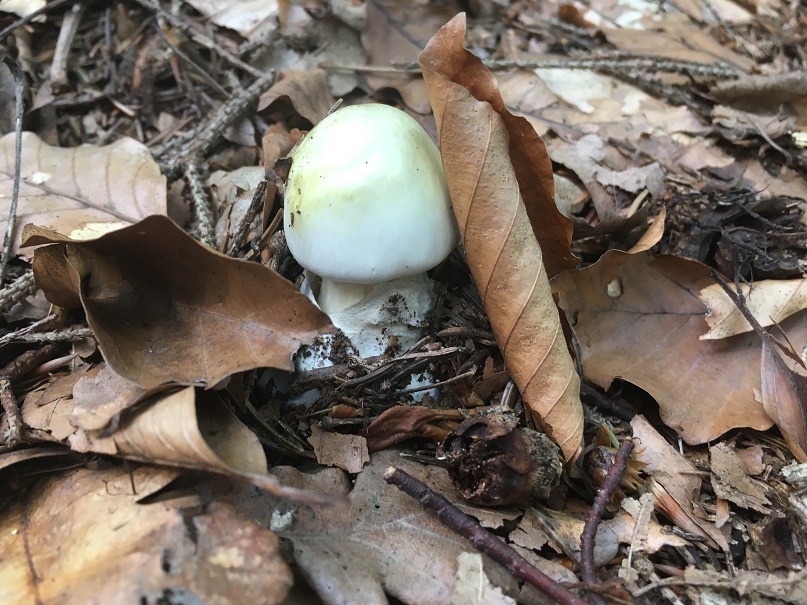 Amanita phalloides