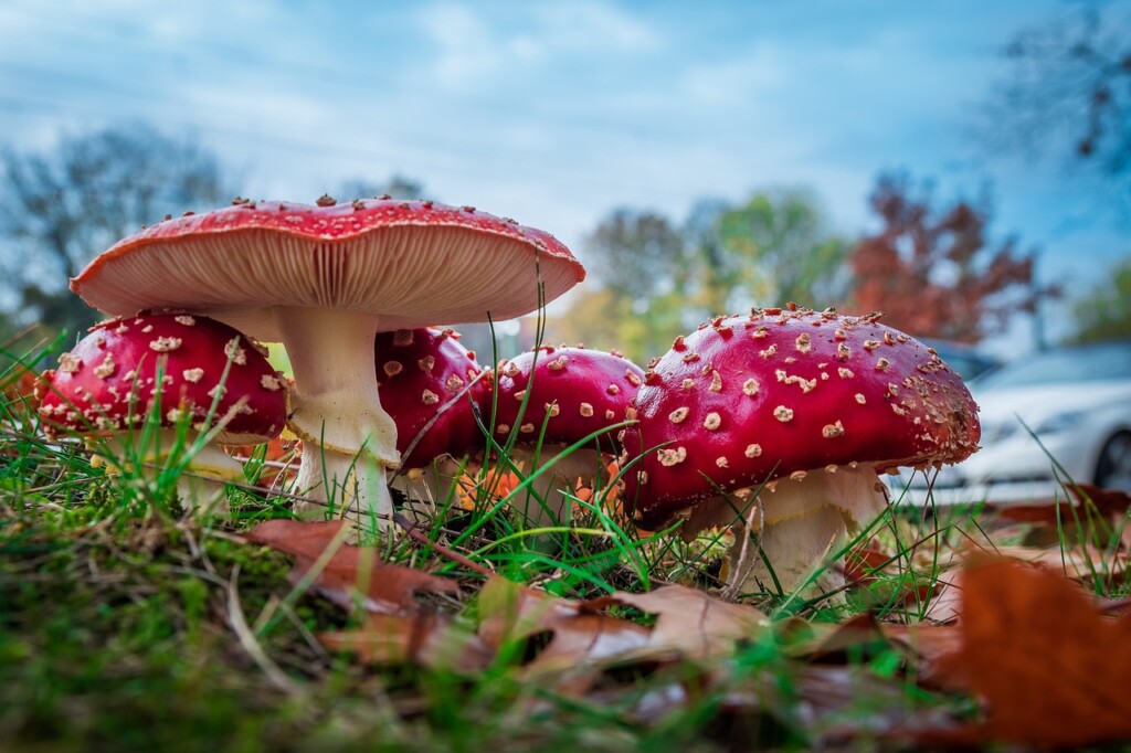 Amanita muscaria