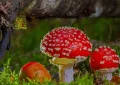 Amanita muscaria