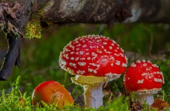 Amanita muscaria