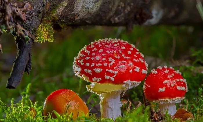 Amanita muscaria