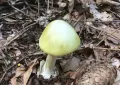 Amanita phalloides