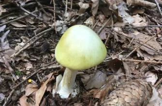 Amanita phalloides