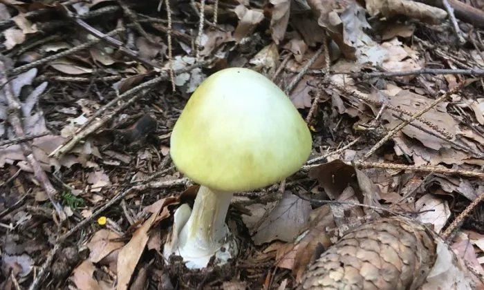 Amanita phalloides