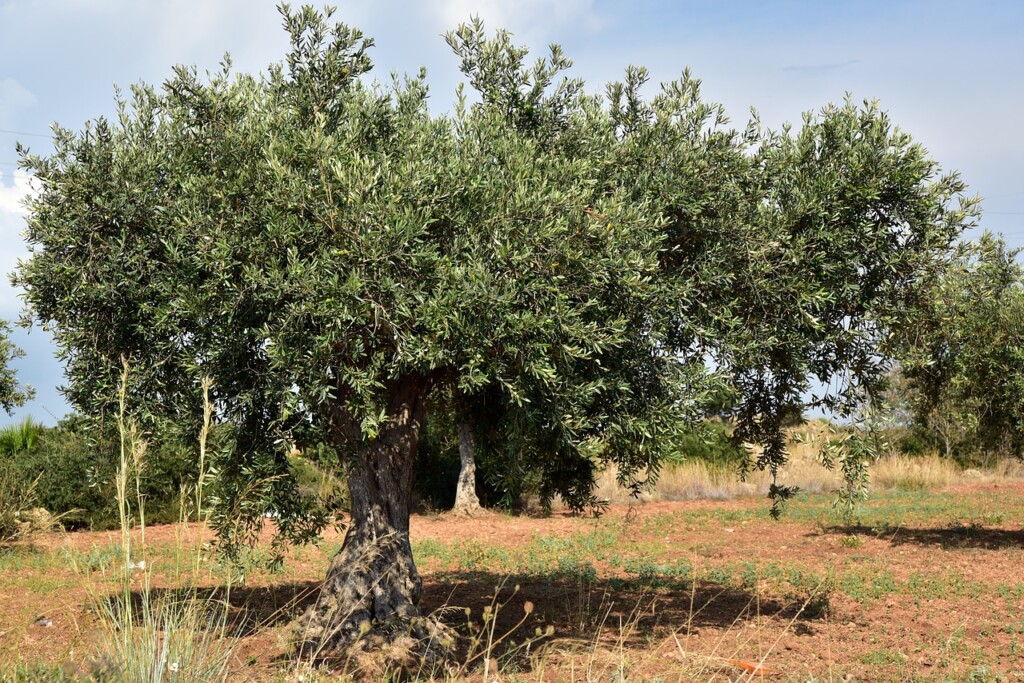 olive tree