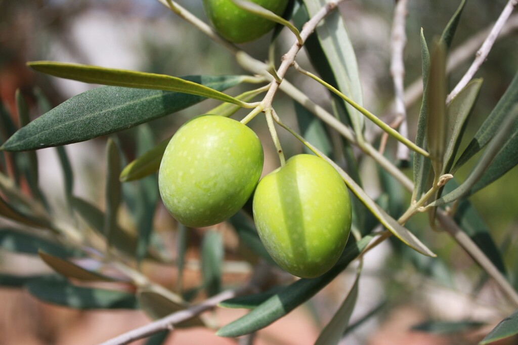 olives