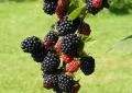 blackberries