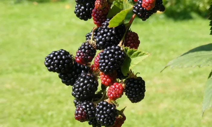 blackberries