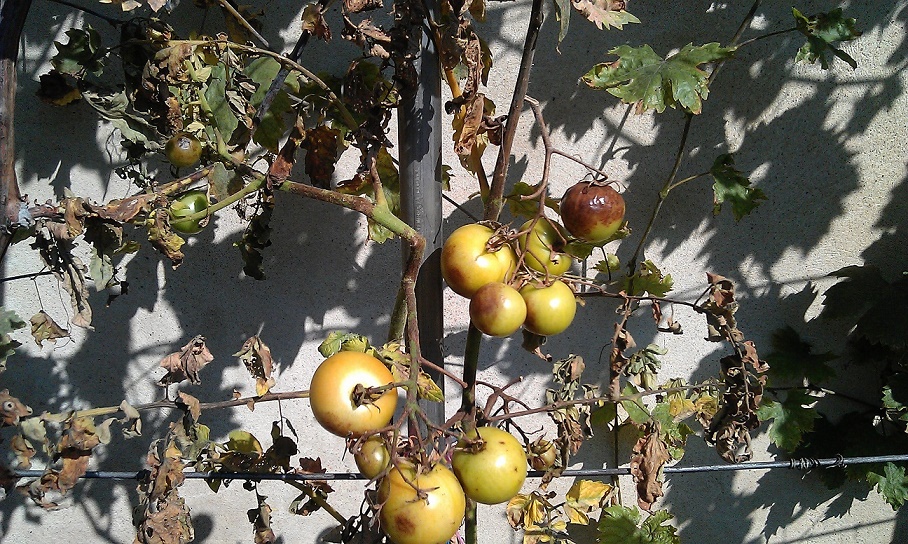 tomato mould efficiently