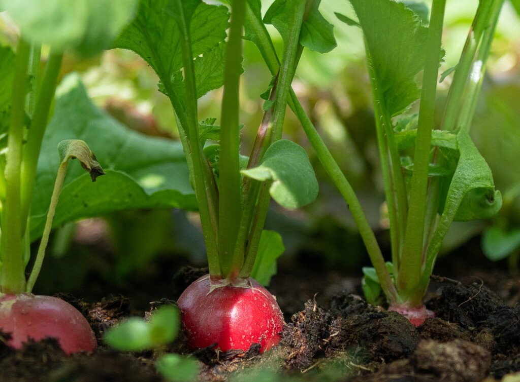 radishes