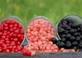 currants