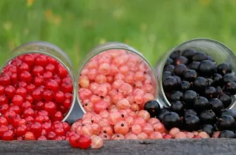 currants