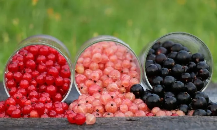 currants