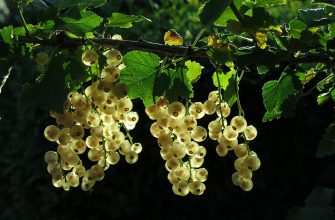 currants