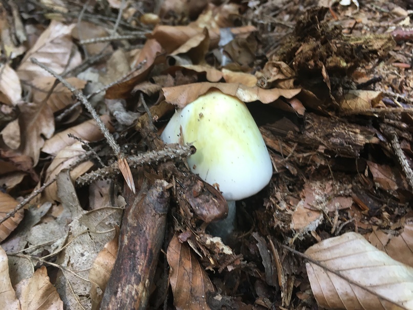 Amanita phalloides