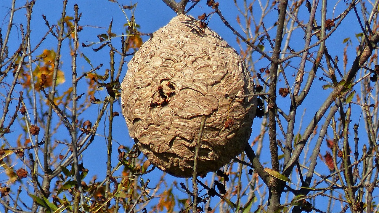 Hornets nest