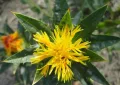 Safflower