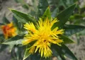 Safflower