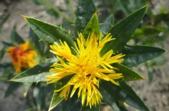 Safflower