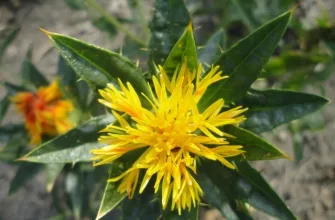 Safflower