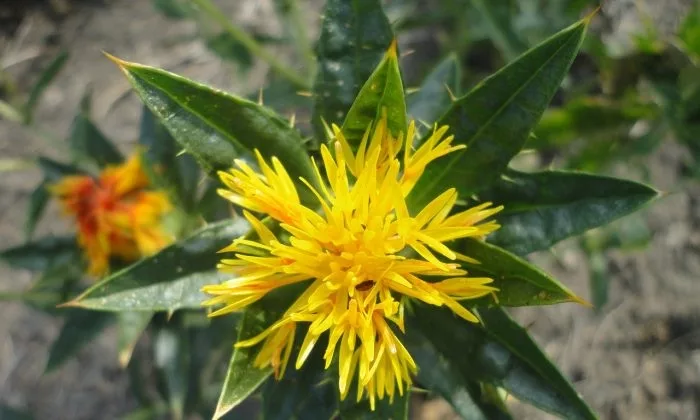 Safflower