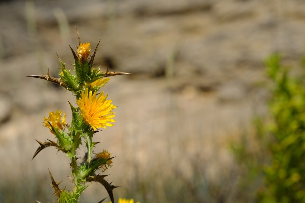 Safflower 