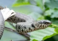 Grass snake