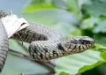 Grass snake