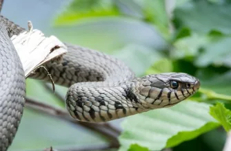 Grass snake