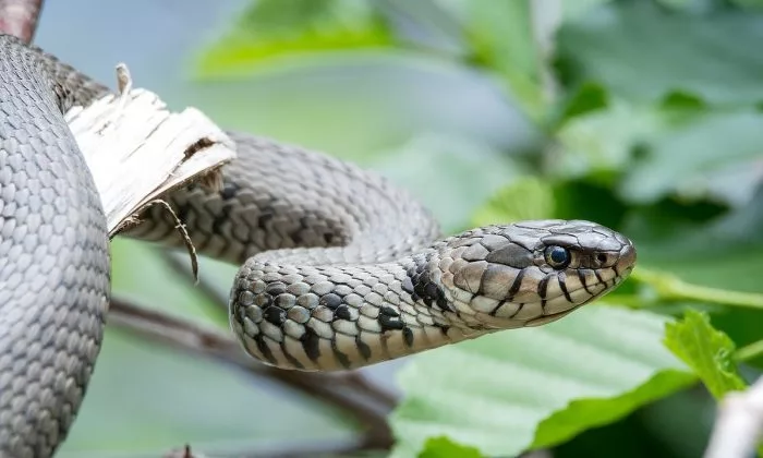 Grass snake