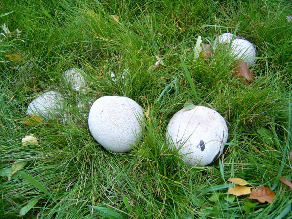 Giant puffball