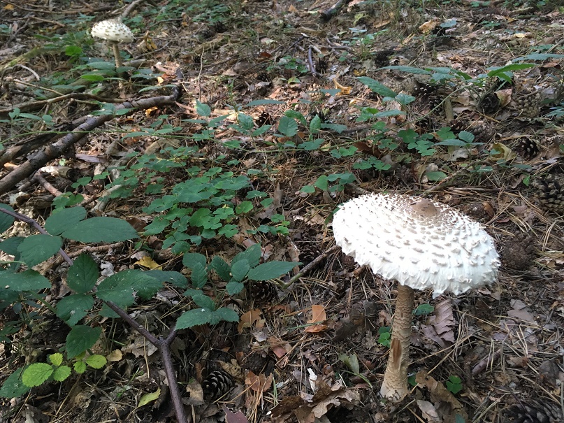 Parasol mushroom