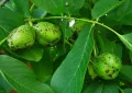 Black walnut