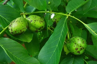 Black walnut