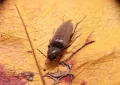 Wood-boring beetles