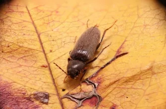 Wood-boring beetles