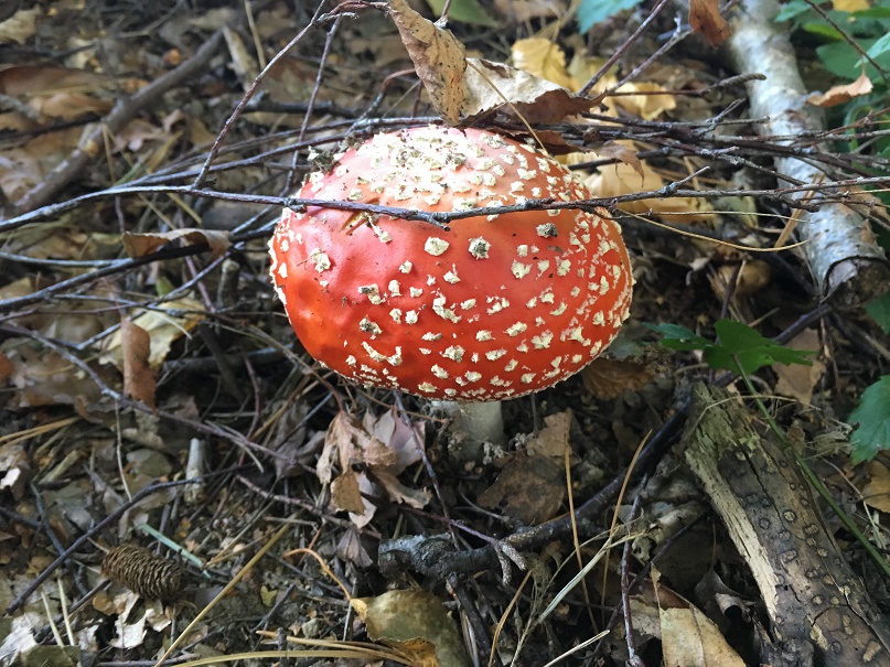 Fly amanita