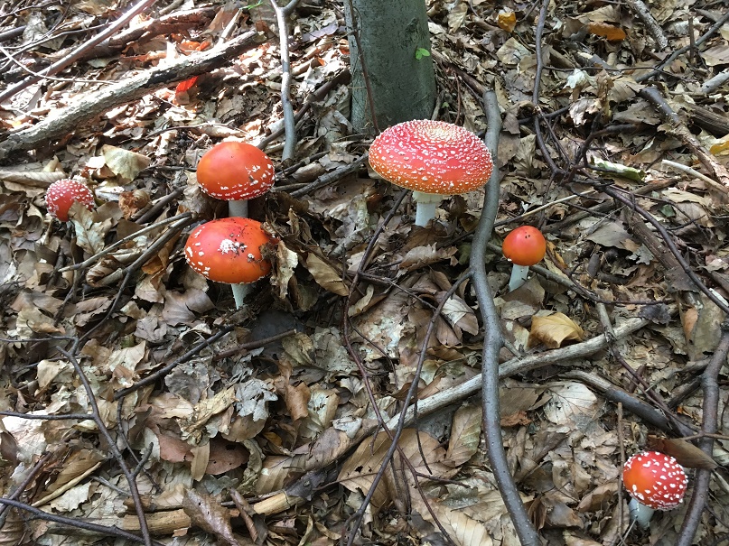 Fly amanita