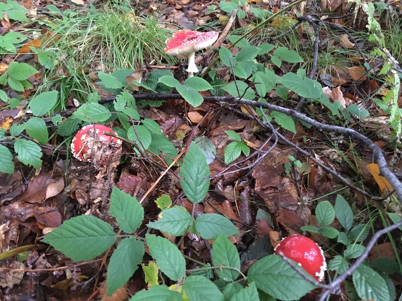 Fly amanita