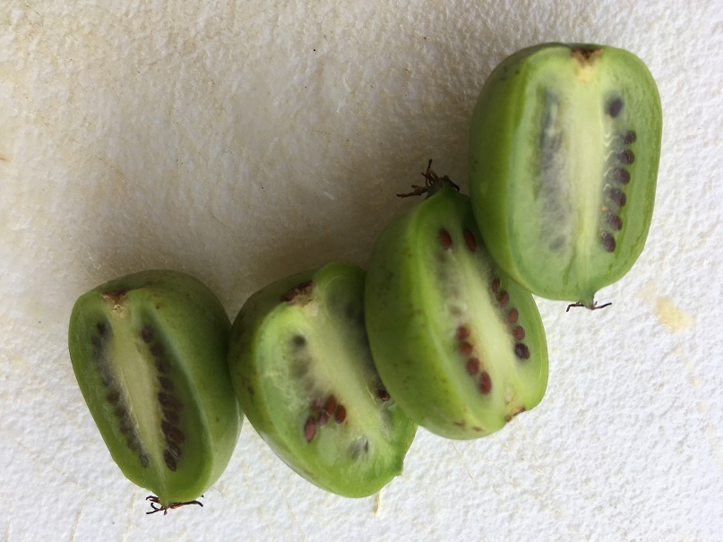 Mini kiwi
