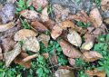 walnut leaves