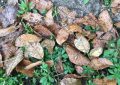 walnut leaves